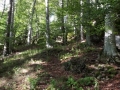La Verna 4